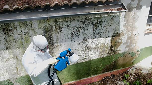 Trusted Mold Remediation service in Maryland, MD - Cheap Mold Removal